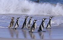 Magellanic Penguin (Spheniscus magellanicus) group walking in a line on beach in front of a crashing wave, Antarctica