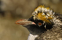 Macaroni Penguin (Eudyptes chrysolophus) juvenile molting, Antarctica