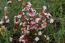 Clover Dodder (Cuscuta epithymum) perennial vine in bloom, native in Europe, introduced into North America where it is considered an invasive weed