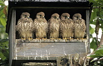 Eurasian Kestrel (Falco tinnunculus) group of five juveniles in nesting box, Europe
