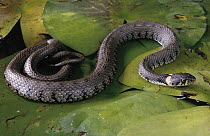 Grass Snake (Natrix natrix) on water lily, Europe