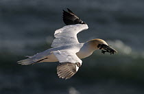 Northern Gannet (Morus bassanus) flying with nesting material, Canada