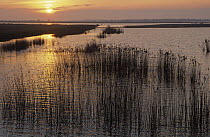 Sunset over wetland, Europe