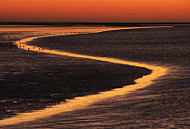 Wadden Island estuary at sunset, Netherlands