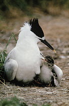 Sandwich Tern (Thalasseus sandvicensis) parent with chick tucked safely under its wing, Europe