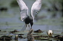 Black Tern (Chlidonias niger) parent feeding young amid lily pads while flying, Europe