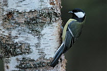 Great Tit (Parus major) adult on tree trunk, Europe