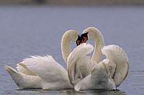 Mute Swan (Cygnus olor) courting pair on lake, Europe
