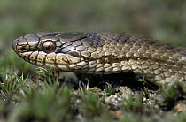 Smooth Snake (Coronella austriaca) portrait, rare in the United Kingdom