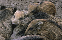 Wild Boar (Sus scrofa) group of young huddled together, Europe