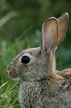 European Rabbit (Oryctolagus cuniculus) portrait, Europe, introduced worldwide