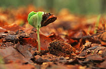 European Beech (Fagus sylvatica) seedling sprouting from forest floor, Europe