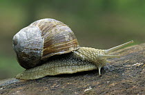 Edible Snail (Helix pomatia) on log, Europe
