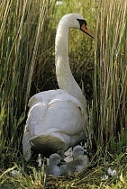 Mute Swan (Cygnus olor) parent on nest with cygnets, Europe