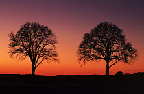 Two trees on horizon silhouetted against red sky at dusk, Europe