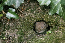 Common Vole (Microtus arvalis) adult peering from burrow, Europe