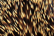 Brown-breasted Hedgehog (Erinaceus europaeus) detail of spines, Europe