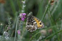 Grayling (Hipparchia semele) butterfly on purple flower, Europe