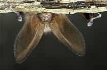 Brown Long-eared Bat (Plecotus auritus) hanging upside down, Europe