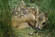 Western Roe Deer (Capreolus capreolus) spotted fawn laying in grass, Europe