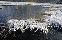 Snow-covered grasses in pond, Dwingelderveld National Park, Netherlands