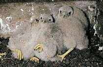 Eurasian Kestrel (Falco tinnunculus) three chicks in nest, Europe