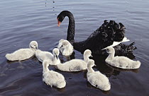 Black Swan (Cygnus atratus) parent swimming with seven white cygnets, Europe
