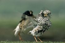 Ruff (Philomachus pugnax) flapping wings during courtship display, Europe