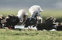 Ruff (Philomachus pugnax) competing courting males on lek, Europe