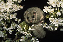 Fat Dormouse (Glis glis) adult in flowering tree, Europe