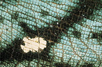Parson's Chameleon (Calumma parsonii) close up of skin, native to Madagascar