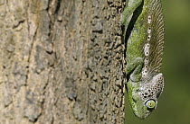 Spiny Chameleon (Chamaeleo verrucosus) climbing on tree trunk, Madagascar