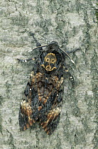 Death's Head Hawk Moth (Acherontia atropos) on tree trunk, Europe