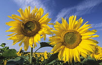 Common Sunflower (Helianthus annuus) two large, bright yellow flowers in a field of Common Sunflowers, Europe