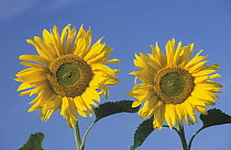 Common Sunflower (Helianthus annuus) pair of flowers against blue sky, Europe