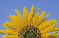 Common Sunflower (Helianthus annuus) close up of flower against blue sky, Europe