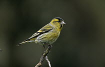 Eurasian Siskin (Carduelis spinus) male perched on branch, Europe