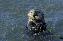 European River Otter (Lutra lutra) at surface, Europe