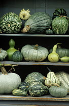Assorted green squash and gourds