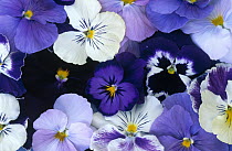 Violet (Viola sp) flowers in white and purple, Europe and North America