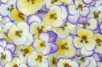 Violet (Viola sp) flowers in white, yellow and purple, Europe and North America