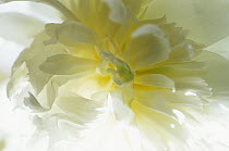 Close up of a backlit white and yellow flower