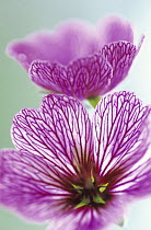 Sweet Scented Geranium (Pelargonium graveolens) close up showing petal detail, native to Africa, cultivated worldwide