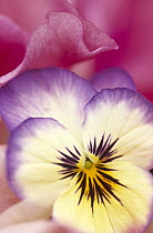 Violet (Viola sp) flower in white, yellow and purple as part of a bouquet, Europe and North America