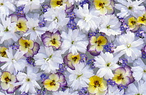 Violet (Viola sp) flowers, Forget-me-not (Myosotis palustris) and White flowers in floral arrangement