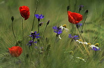Red Poppy (Papaver rhoeas) wildflowers in field, Germany