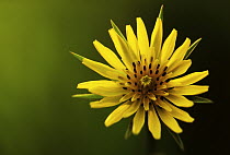 Meadow Salsify (Tragopogon pratensis) flower blooming, Europe, introduced into North America