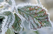 Detail of frost-covered leaves, Europe