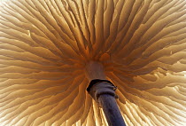 Porcelain Mushroom (Oudemansiella mucida) detail of gills on the underside, Europe