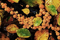 Gill Mushroom (Pholiota sp) group growing among moist leaf-litter on ground, Europe